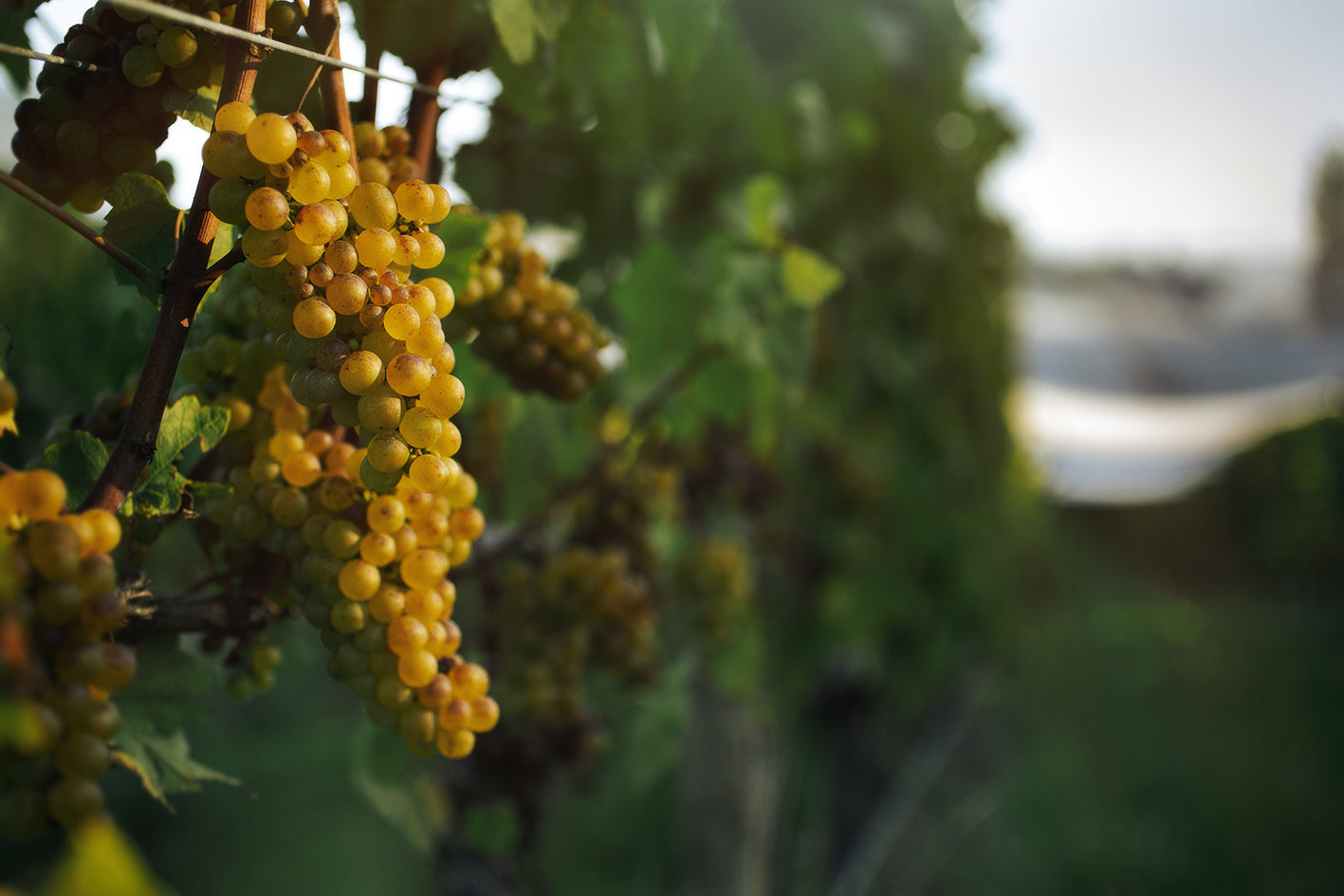 Chardonnay