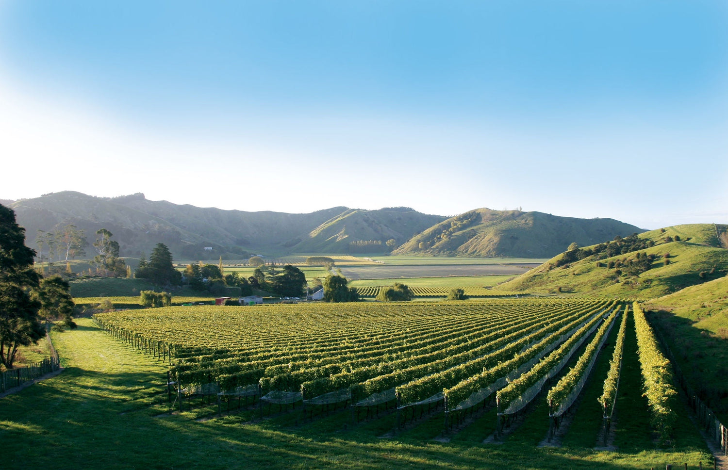 Gisborne