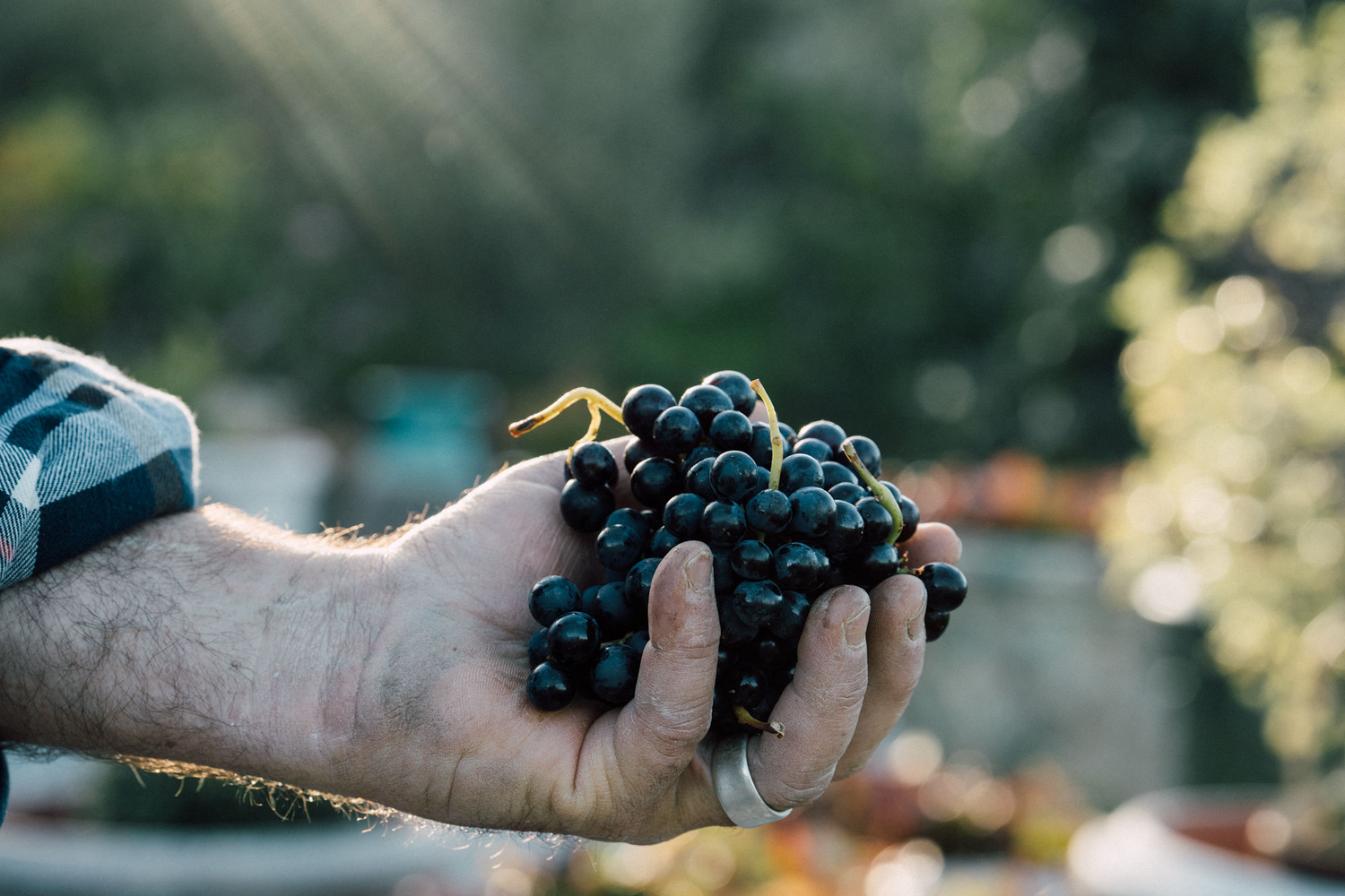 Pinot Noir