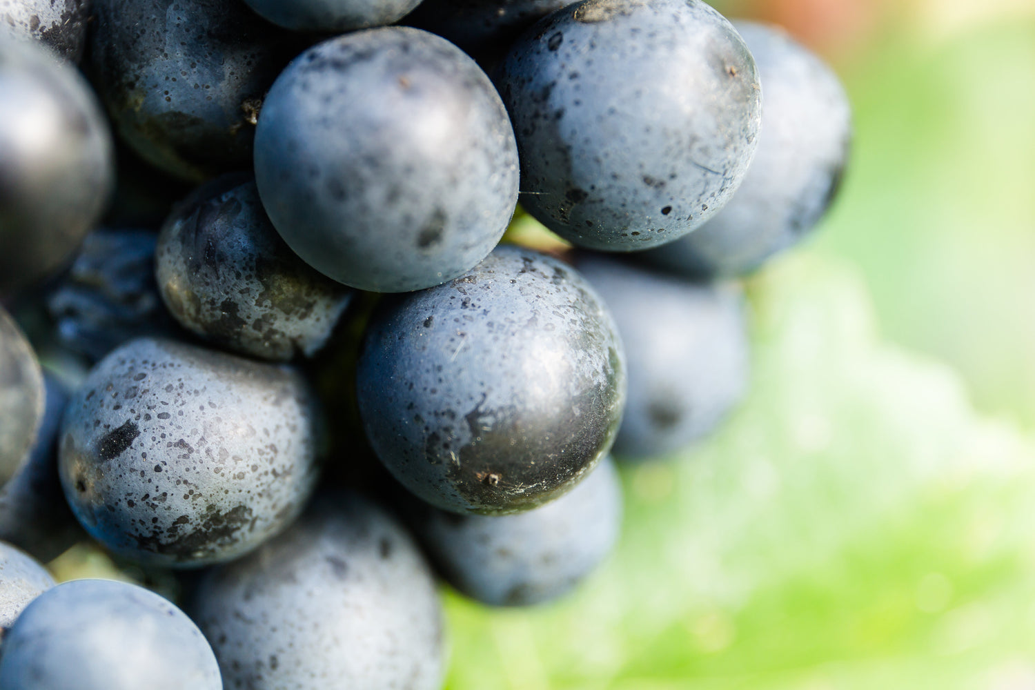 Syrah