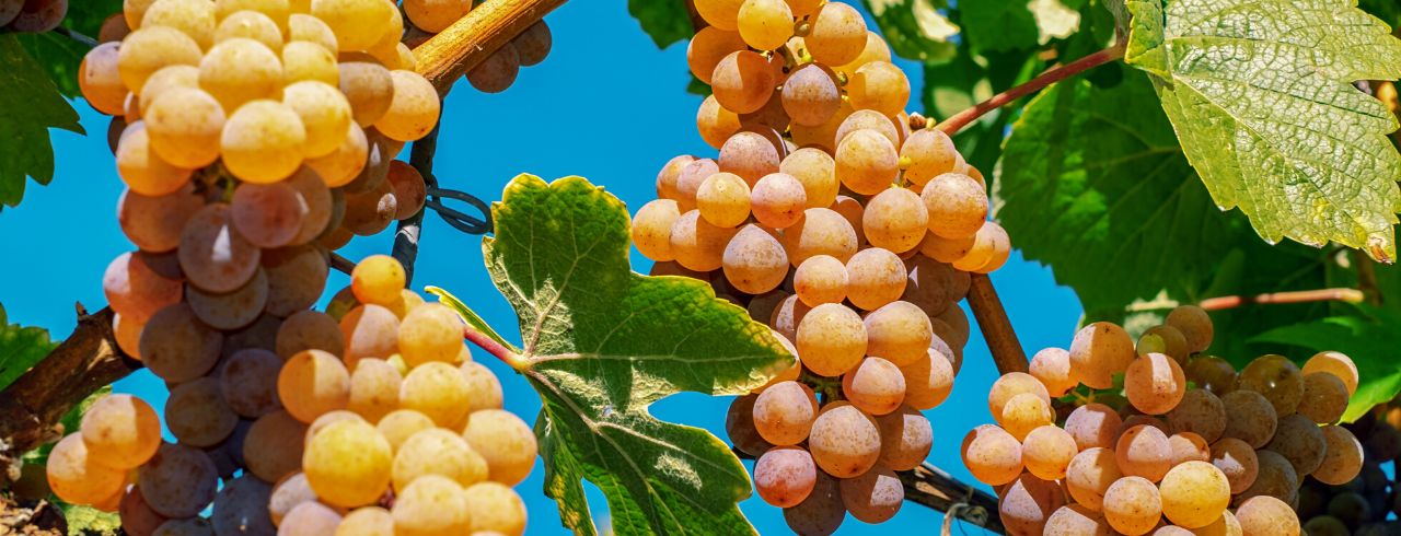 Sweet Wine