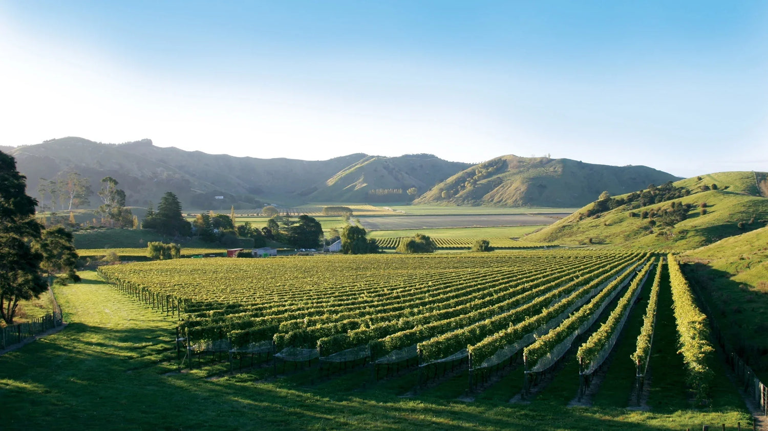 Chenin Blanc