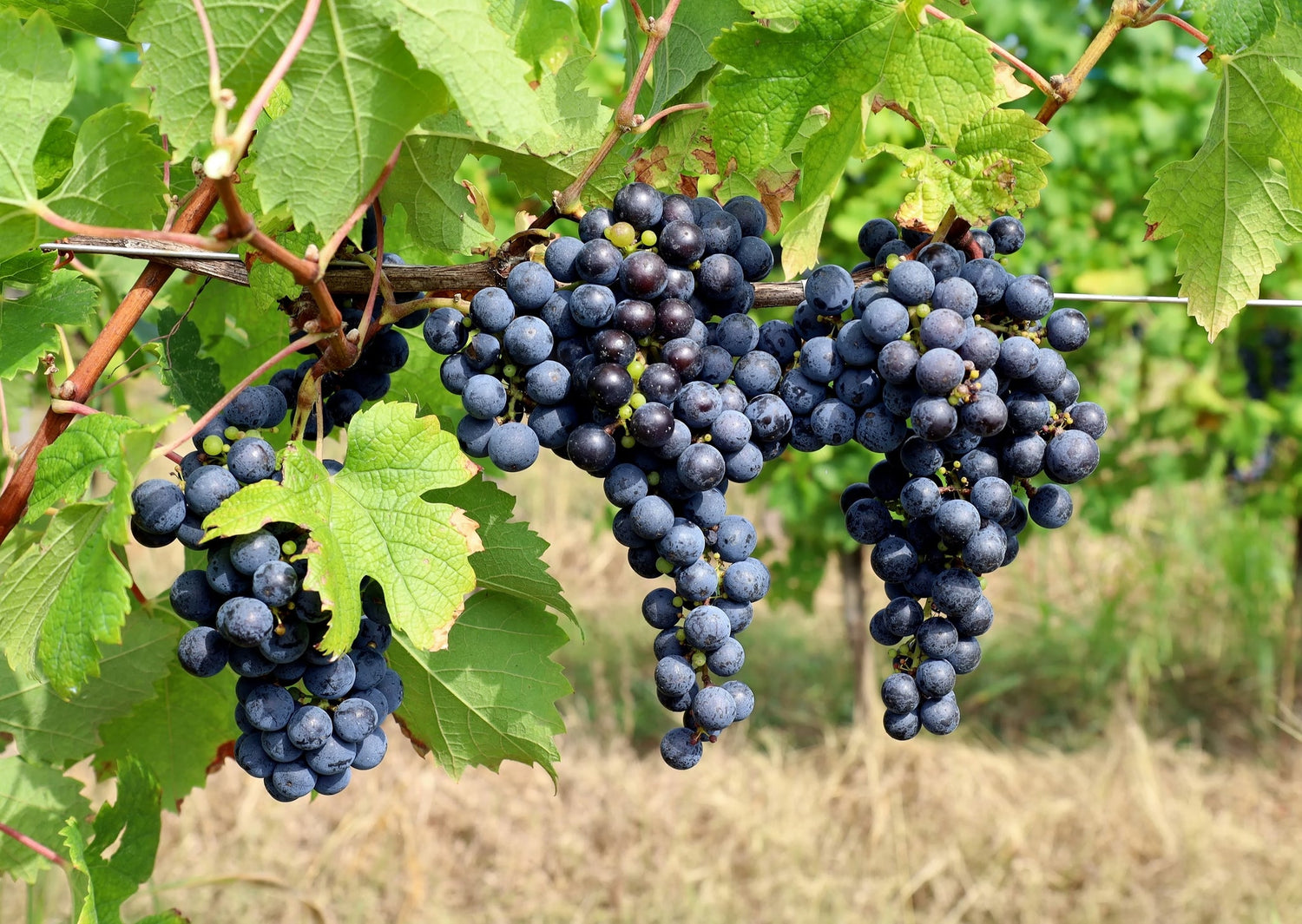 Cabernet Franc