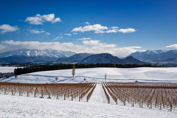 Distinctive Wines from a Very Cool Climate