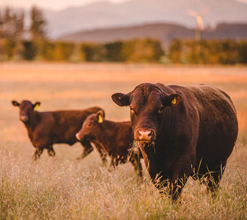 Biodynamics at Churton