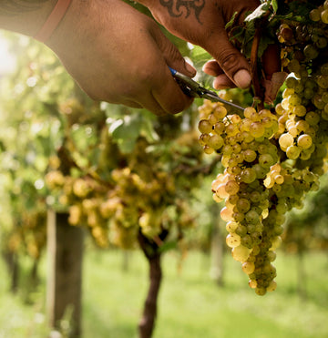 Geographical Indication (GI) and Provenance