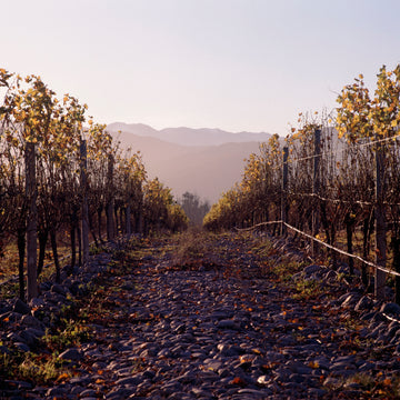 Greywacke’s Distinct Minerality