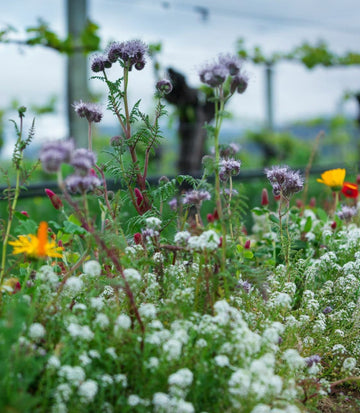 Biodiversity in the Vineyard