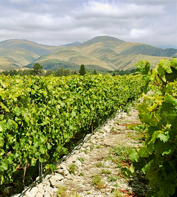Wines on the Edge
