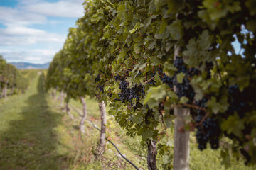 Legacy of Winemaking and Stewardship