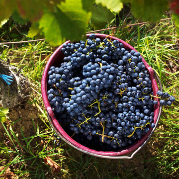 A Celebration of Kiwi Pinot