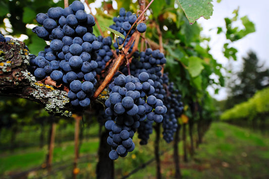 Pinot Noir Unplugged