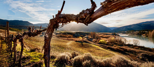 Behind the Glass: Why New Zealand Wines Taste the Way They Do
