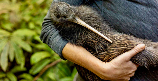 Flightless – Endangered – But a Future Worth Fighting For
