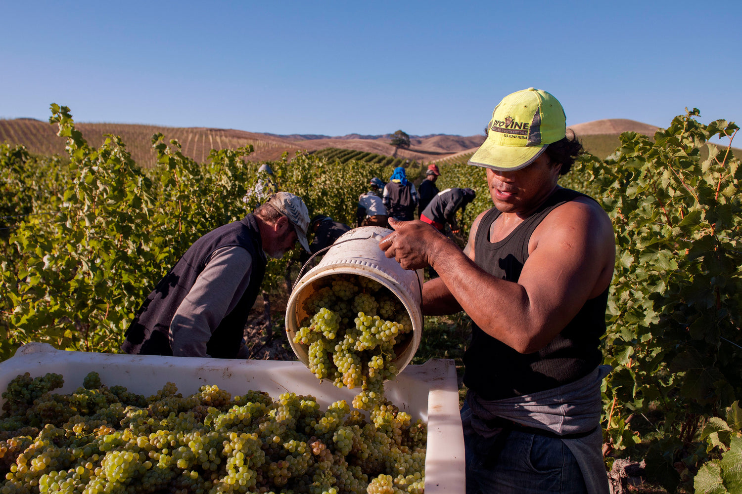 Discover Wines