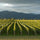 Image of Fromm winery