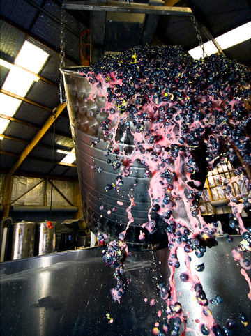 How it’s Made: from Vineyard to Barrel