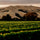 Image of Rapaura Springs winery