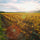 Image of Pegasus Bay winery