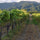 Image of Huia winery