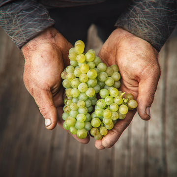 Wines Made With Care