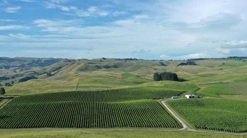 Unique Chardonnay Style