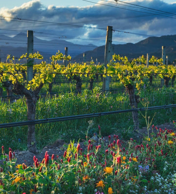 Sustainability: More than a Buzzword 