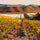 Image of Settlement winery