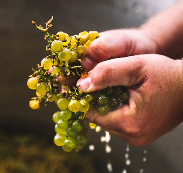 Wines Made With Care