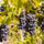 Image of Squawking Magpie winery