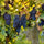 Image of Radburnd winery